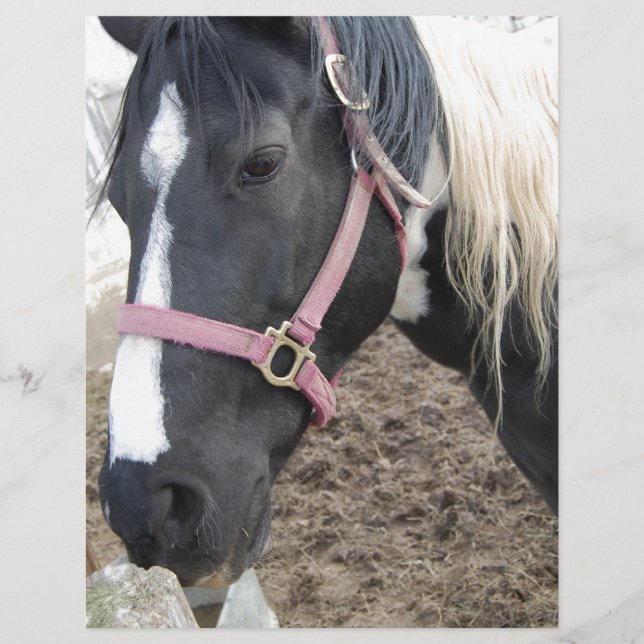 Paint Pinto Horse (Frente)