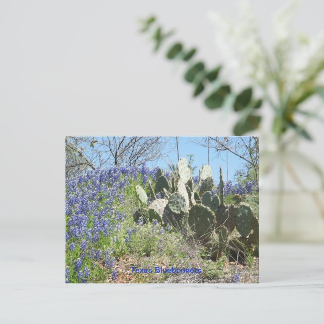 País de Cartão Postal Texas Bluebonnets  (Em pé/Frente)