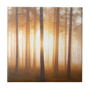 Paisagem da floresta do pinho