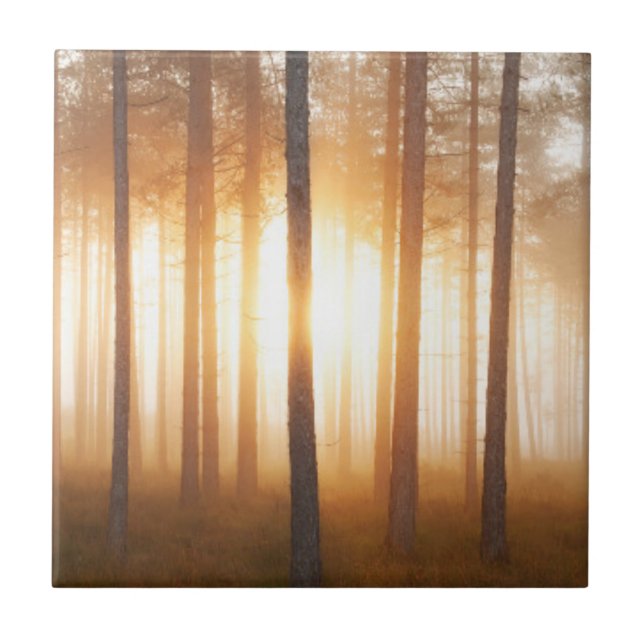 Paisagem da floresta do pinho (Frente)