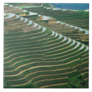 Paisagem de terraços de arroz na montanha, 3