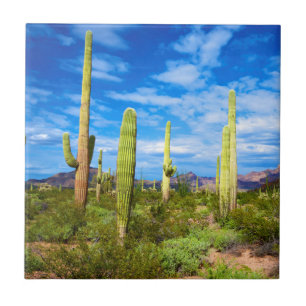 Paisagem do cacto do deserto, Arizona