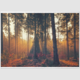 Paisagem Florestal 18 Papel Tecido de Decoupage