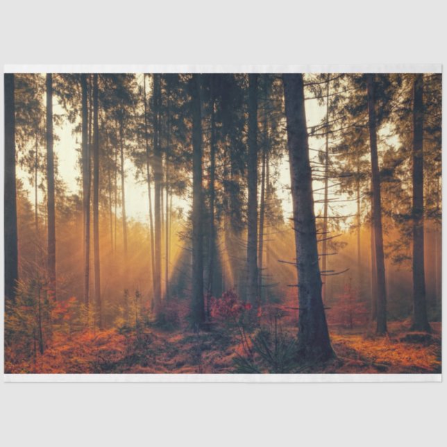 Paisagem Florestal 18 Papel Tecido de Decoupage (Frente )