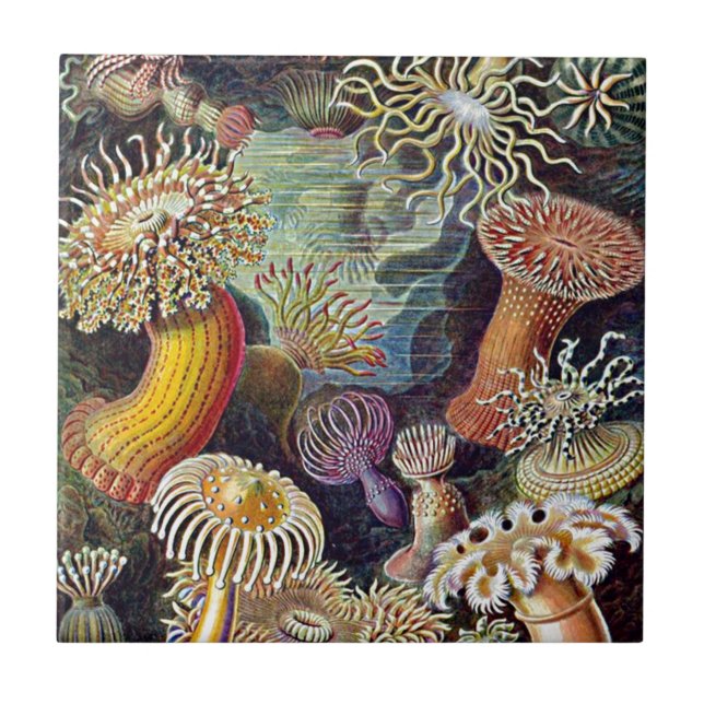 Paisagem Natural Do Mar De Haeckel Anemone Ocean L (Frente)