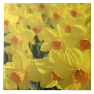 Países Baixos, Holanda, Lisse, Jardins Keukenhof,