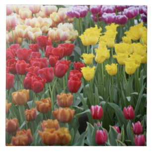 Países Baixos, Jardins Keukenhoff, tulipas.