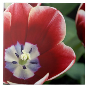 Países Baixos (também conhecidos por Holland), L