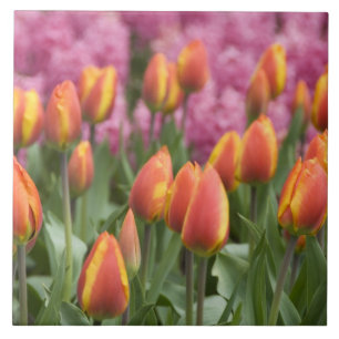 Países Baixos (também conhecidos por Holland), Lis