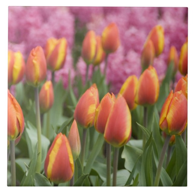 Países Baixos (também conhecidos por Holland), Lis (Frente)