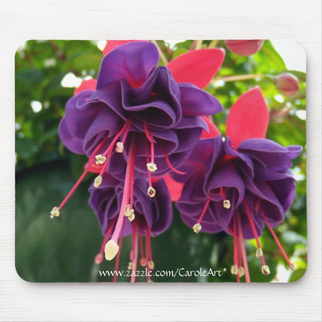 "Paixão cor-de-rosa roxa" Mousepad (Frente)