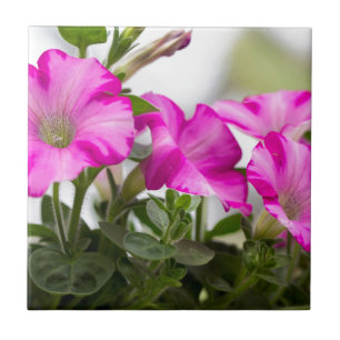 Paixão Rosa Petunia