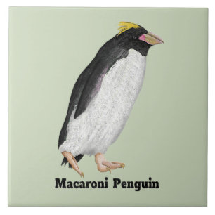 Palaeeudyptes Extinct Penguin