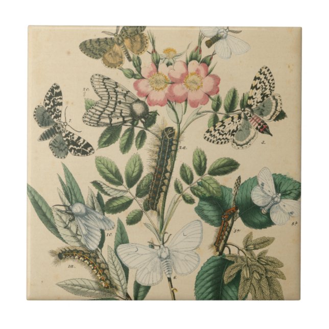 Palcos da vida da borboleta pelo Vision Studio (Frente)