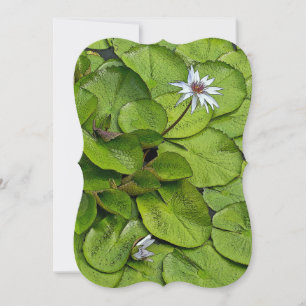 PALE=LOTUS BLOSSOM DE LAVANDA E LILY PADS