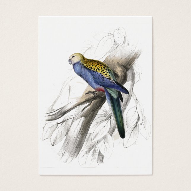 Palehead Parrakeet por Edward Lear (Frente)