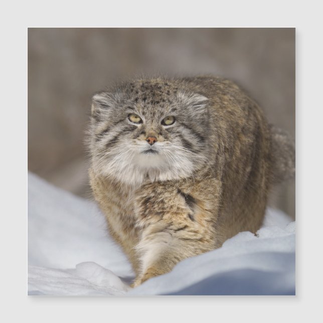 Pallas Cat na neve (Frente)
