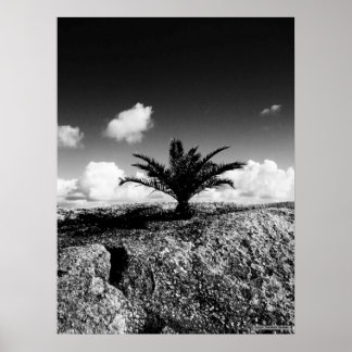 "Palm On Rock" Poster de Arte JTG