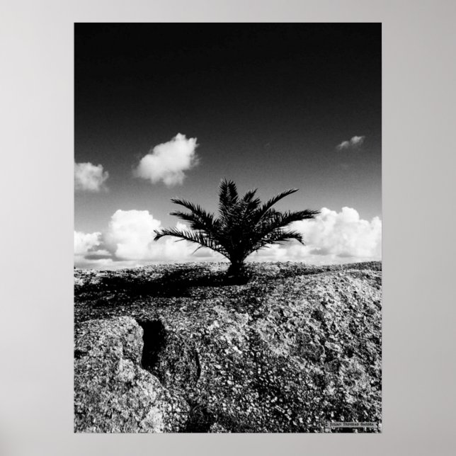 "Palm On Rock" Poster de Arte JTG (Frente)