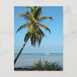 Palm Tree - Cartão postal