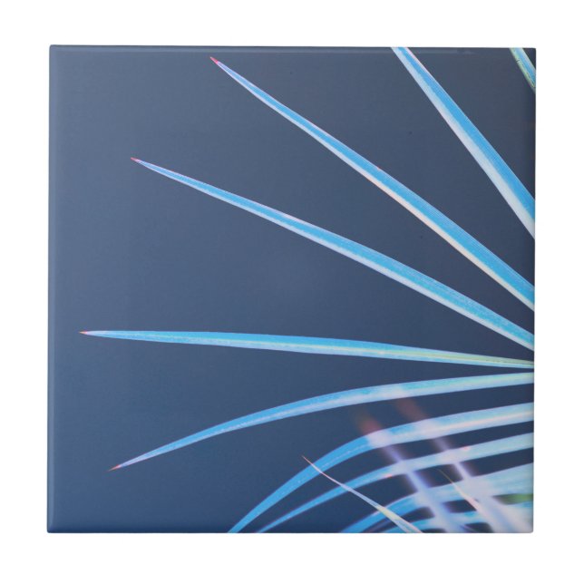 Palm Tree deixa um esboço de minimalismo (Frente)