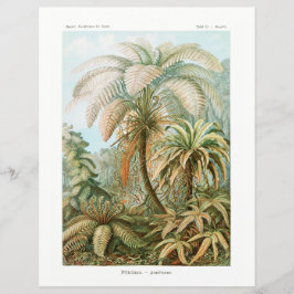 Palm Tree Ernst Haeckel