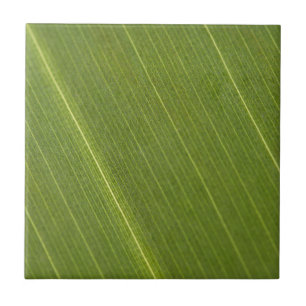 Palm Tree Leaf