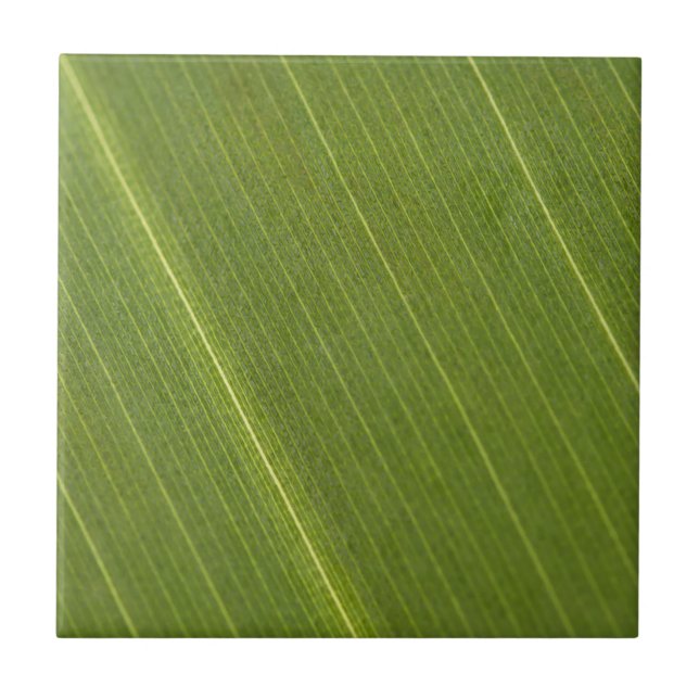 Palm Tree Leaf (Frente)