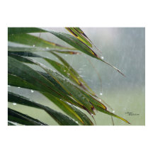 Palm tree leaves Raindrops Poster