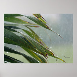 Palm tree leaves Raindrops Poster