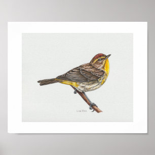 Palm Warbler Art Impressão