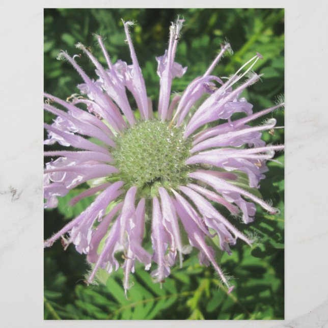 Palma de abelha roxa (Frente)