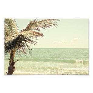 Palma de coco e fotografia Pastel da praia
