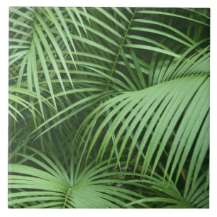 Palma Verde Deixa O Pensamento Botânico Natural