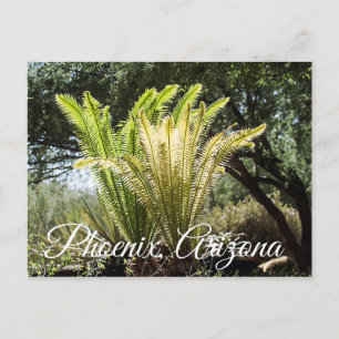 Palmas retroiluminadas Phoenix, cartão postal de 