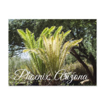 Palmas retroiluminadas Phoenix, cartão postal de A