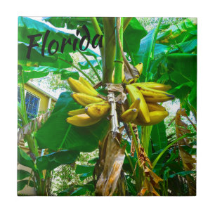 Palmeira tropical St Augustine Florida da banana