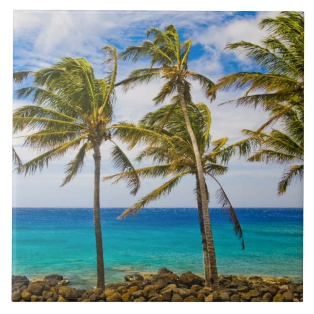 Palmeiras de coco (Cocos nucifera) (Frente)