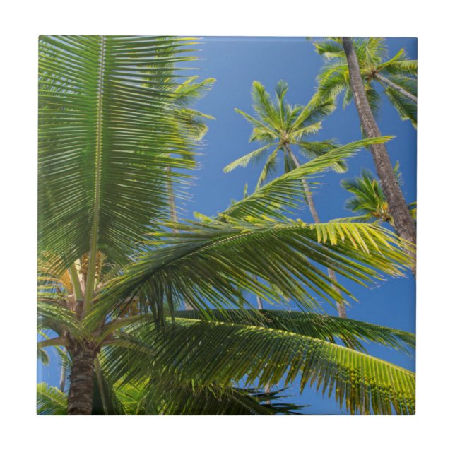 Palmeiras de coco, Pu'uhonua o Honaunau 1 (Frente)