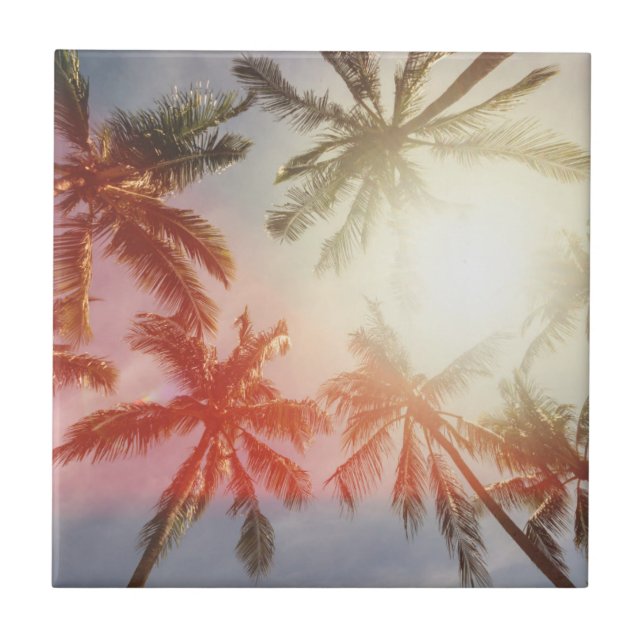 Palmeiras do coco contra o Sun (Frente)