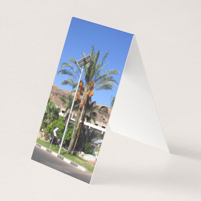 Palmeiras do Egito (Frente)