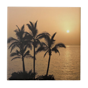 Palmeiras e Sunset Romântico