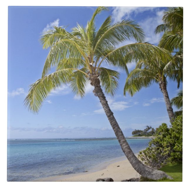 Palmeiras na praia em Havaí (Frente)