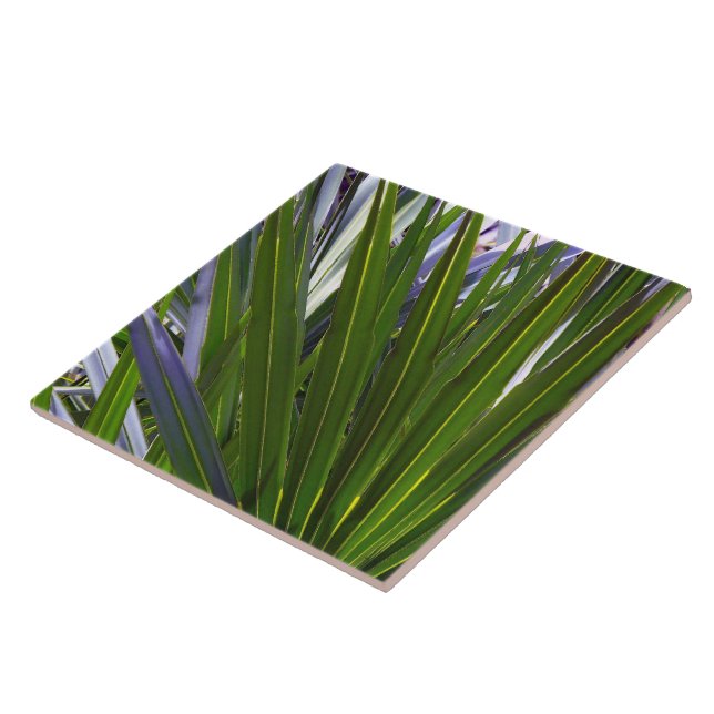 Palmetto Tropicale (Lateral)