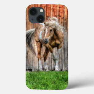Palomino Paint Stallion e Barn para amantes de cav