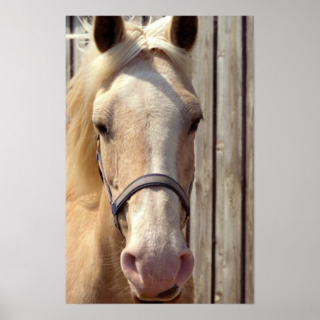 Palomino Pony Poster (Frente)