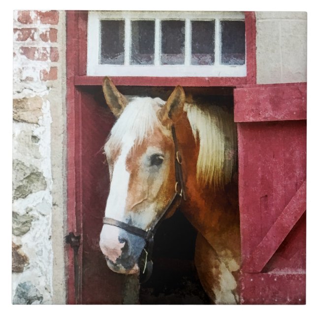 Palomino por Barn Door (Frente)