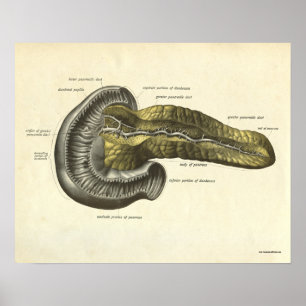 Pâncreas humano do impressão da anatomia do