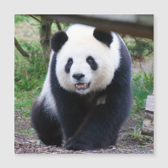Panda_20190301_by_JAMFoto (Frente)
