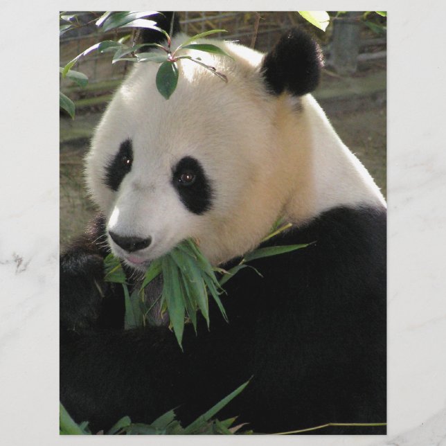 Panda Bear Hugs (Frente)